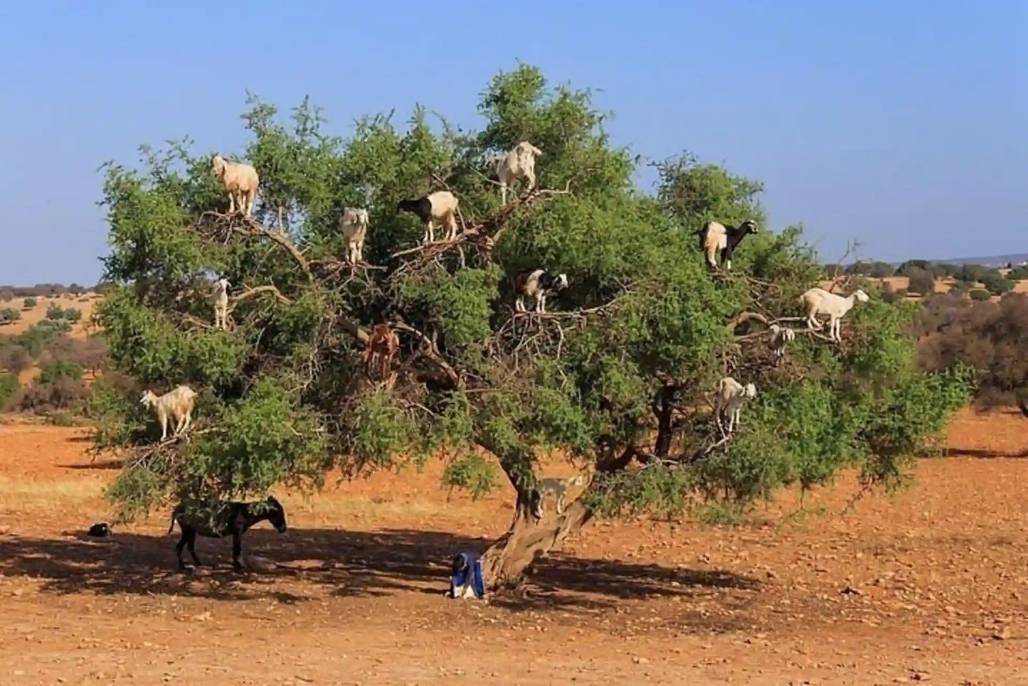 Agadir: Crocoparc and Tree-Climbing Goats Shared Trip