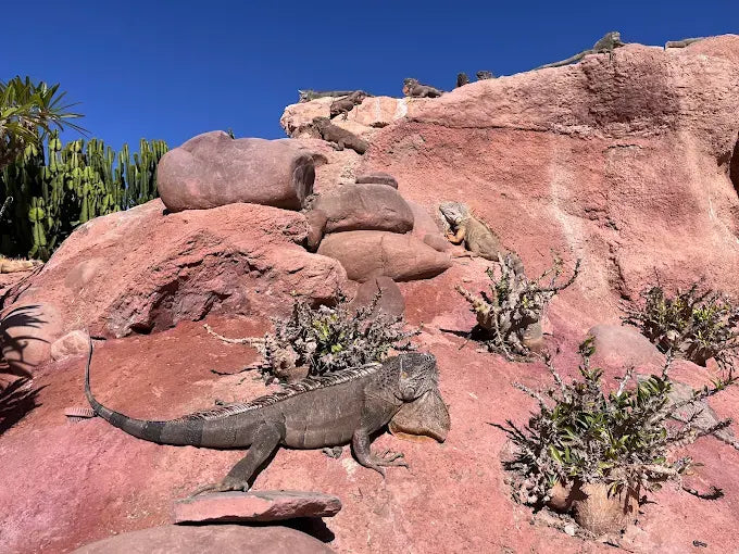 Agadir: Crocoparc and Tree-Climbing Goats Shared Trip
