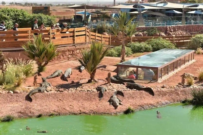 Agadir: Crocoparc and Tree-Climbing Goats Shared Trip