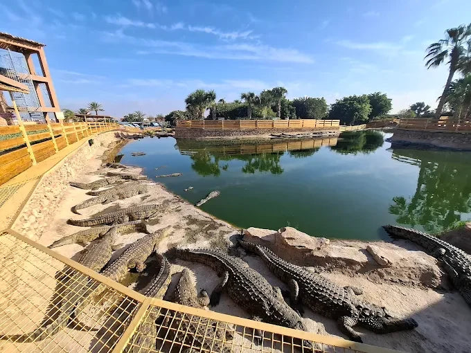 Agadir: Crocoparc and Tree-Climbing Goats Shared Trip