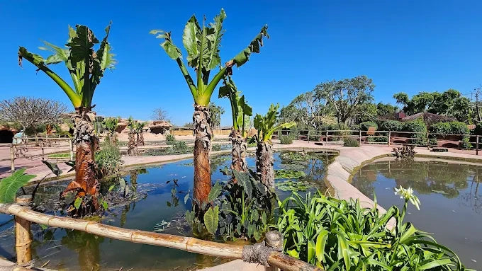 Agadir: Crocoparc and Tree-Climbing Goats Shared Trip