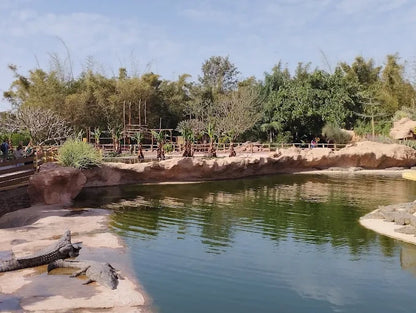 Agadir: Crocoparc and Tree-Climbing Goats Shared Trip