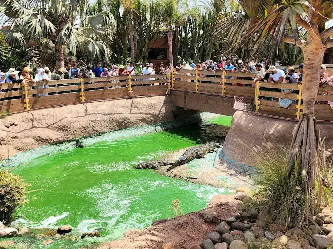 Agadir: Crocoparc and Tree-Climbing Goats Shared Trip