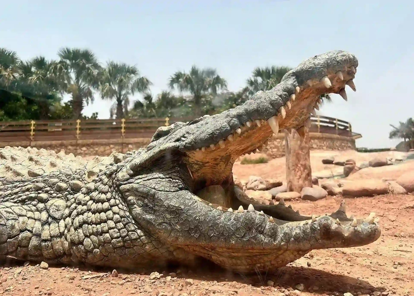 Agadir: Crocoparc and Tree-Climbing Goats Shared Trip