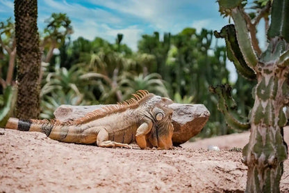 Agadir: Crocoparc and Tree-Climbing Goats Shared Trip
