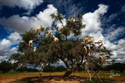 Agadir: Crocoparc and Tree-Climbing Goats Shared Trip