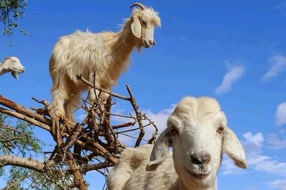 Agadir: Crocoparc and Tree-Climbing Goats Shared Trip