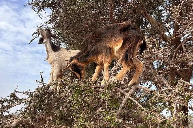 Agadir: Crocoparc and Tree-Climbing Goats Shared Trip