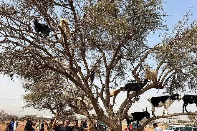 Agadir: Crocoparc and Tree-Climbing Goats Shared Trip