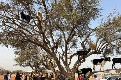 Agadir: Crocoparc and Tree-Climbing Goats Shared Trip