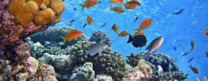 Ain El Sokhna: Passeio Privado de Barco de Snorkeling de Manchester com Almoço e Bebidas Não Alcoólicas