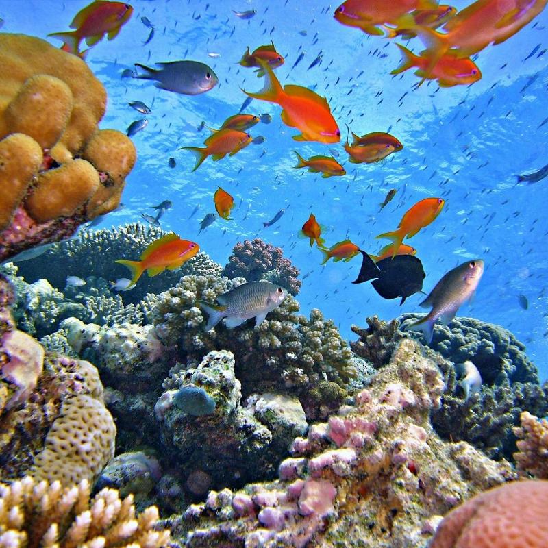 Parada de snorkel nº 1