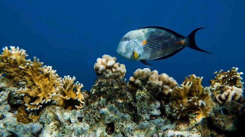 Parada de snorkel nº 1