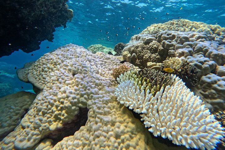 Parada de snorkel nº 2