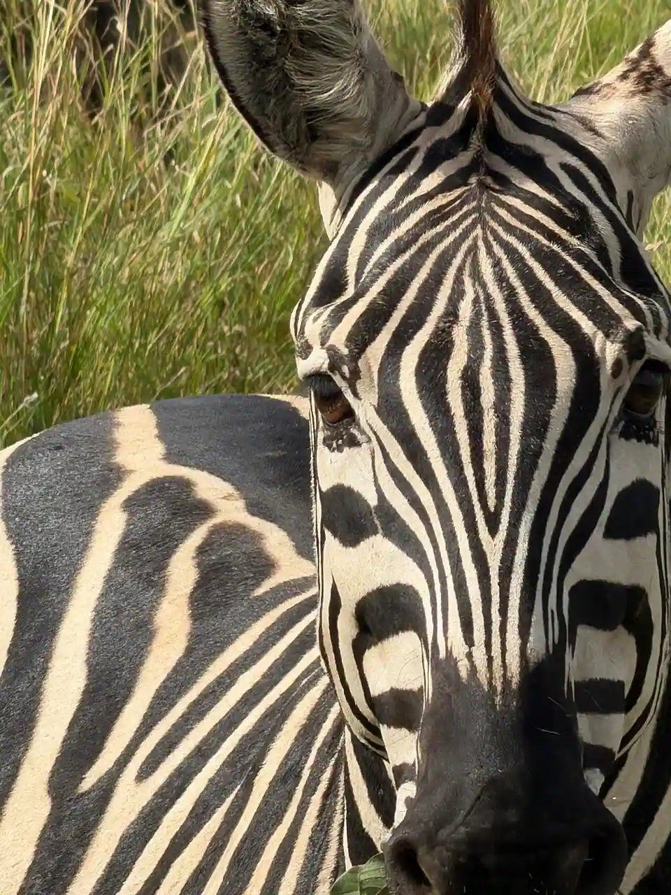 Arusha: 6-tägige private Safari in die Serengeti, zum Ngorongoro-Krater und nach Tarangire