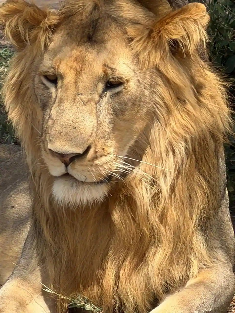Arusha: 6-tägige private Safari in die Serengeti, zum Ngorongoro-Krater und nach Tarangire