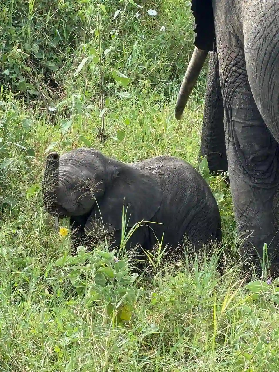 Arusha: 6-tägige private Safari in die Serengeti, zum Ngorongoro-Krater und nach Tarangire