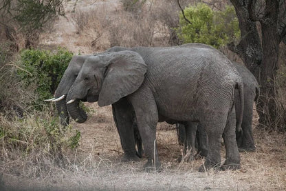 Arusha: 6-tägige private Safari in die Serengeti, zum Ngorongoro-Krater und nach Tarangire