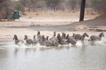 Arusha: 6-tägige private Safari in die Serengeti, zum Ngorongoro-Krater und nach Tarangire