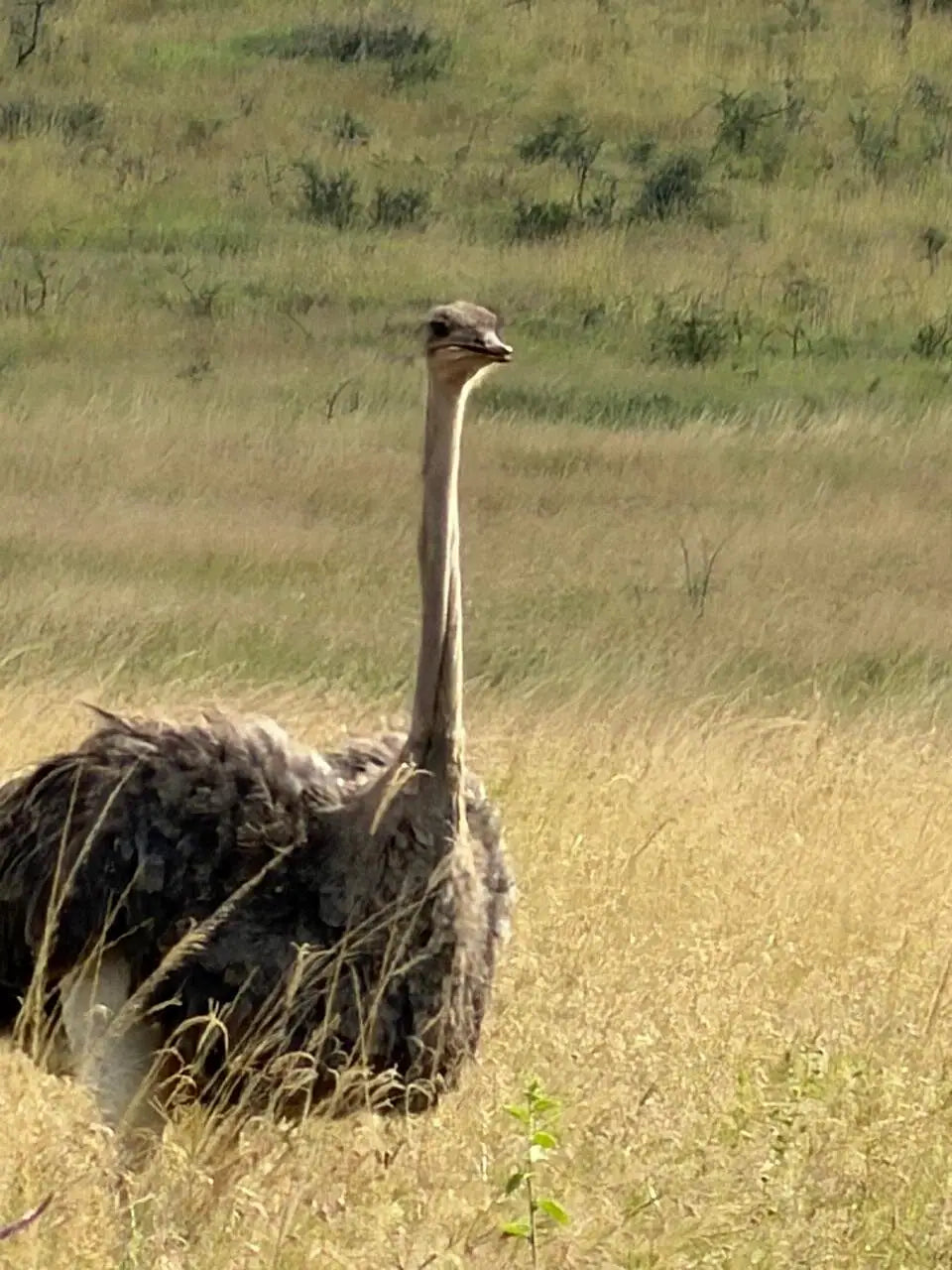 Arusha: 6-tägige private Safari in die Serengeti, zum Ngorongoro-Krater und nach Tarangire