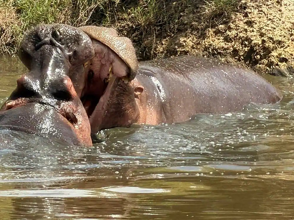 Arusha: 6-tägige private Safari in die Serengeti, zum Ngorongoro-Krater und nach Tarangire