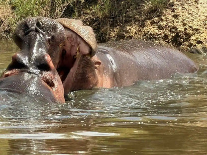 Arusha: 6-tägige private Safari in die Serengeti, zum Ngorongoro-Krater und nach Tarangire