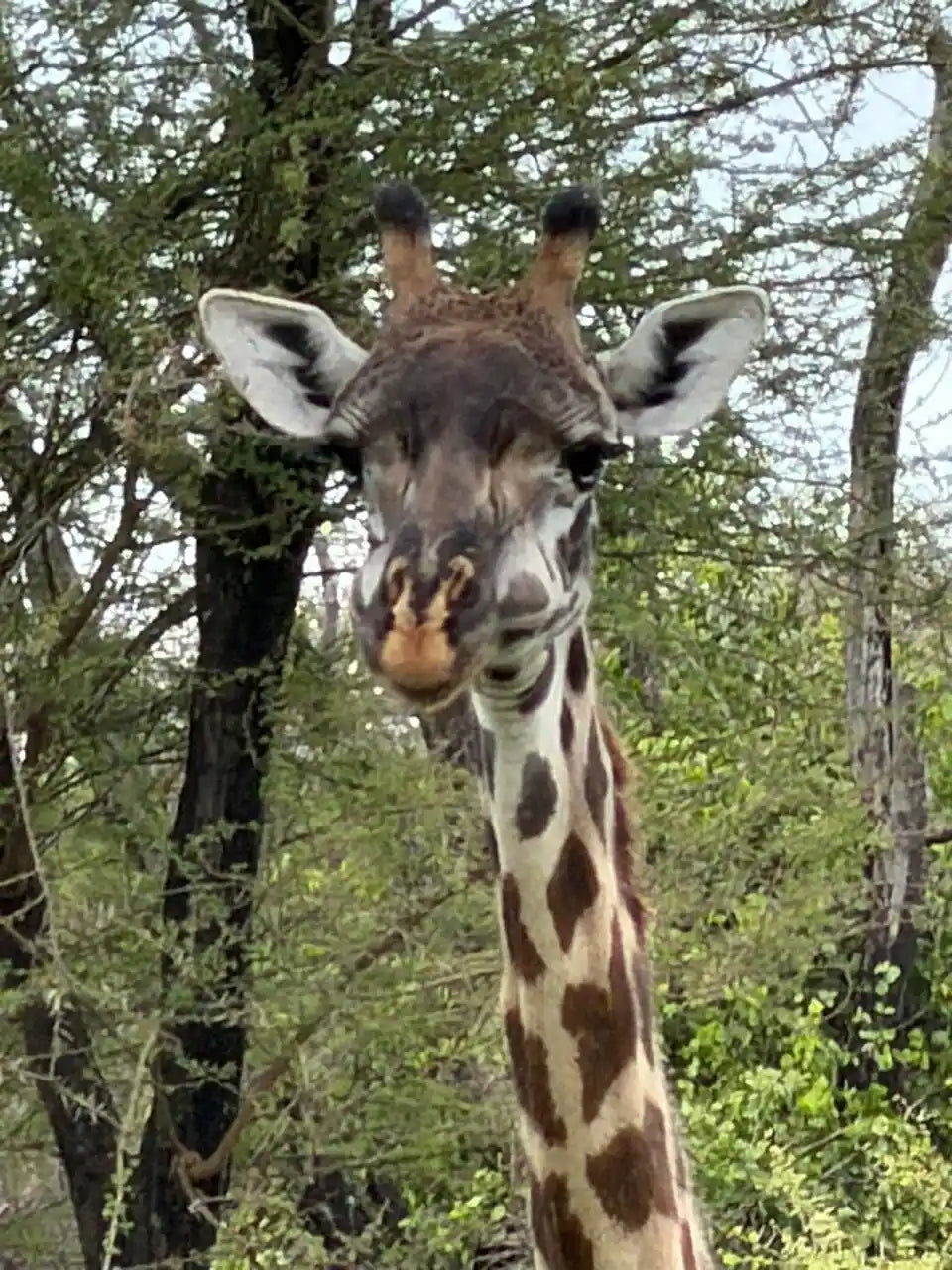 Arusha: 6-tägige private Safari in die Serengeti, zum Ngorongoro-Krater und nach Tarangire