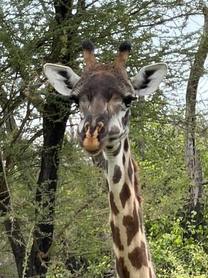 Arusha: 6-tägige private Safari in die Serengeti, zum Ngorongoro-Krater und nach Tarangire