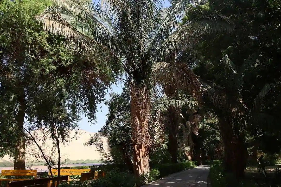 Aswan: Private Nubian Village and Botanical Garden trip