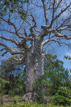 Zanzibar: Safari Blue Cruise and Kwale Island Tour