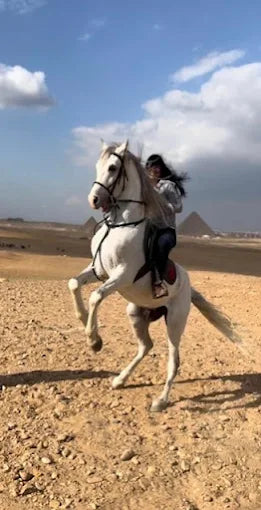 Cairo: Experience Horse riding by Giza Pyramids
