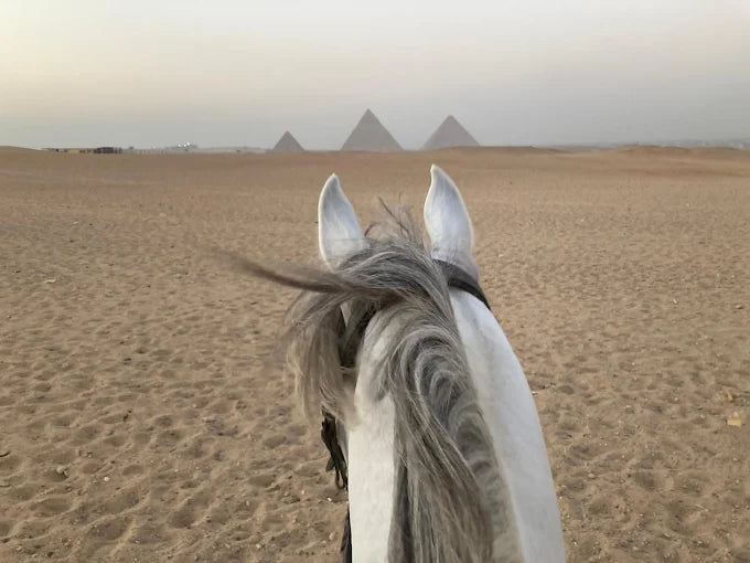 Cairo: Experience Horse riding by Giza Pyramids