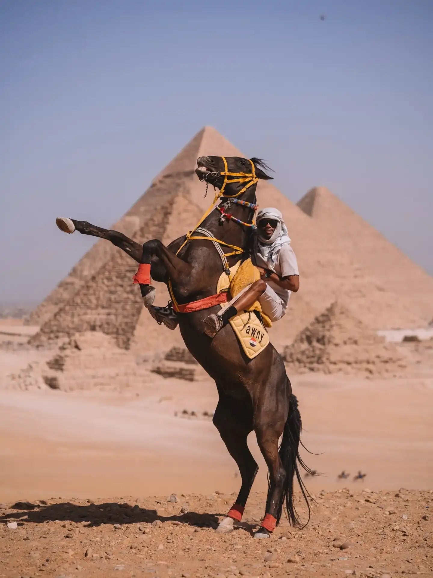 开罗：马车或骆驼骑行金字塔之旅