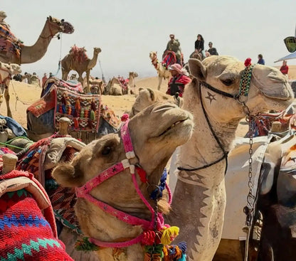 开罗：马车或骆驼骑行金字塔之旅