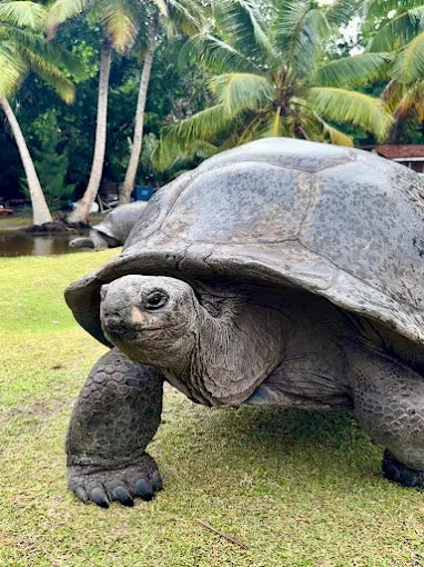 Praslin: Schnorchelausflug zur Insel Curieuse und St. Pierre