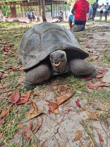 Praslin: Schnorchelausflug zur Insel Curieuse und St. Pierre