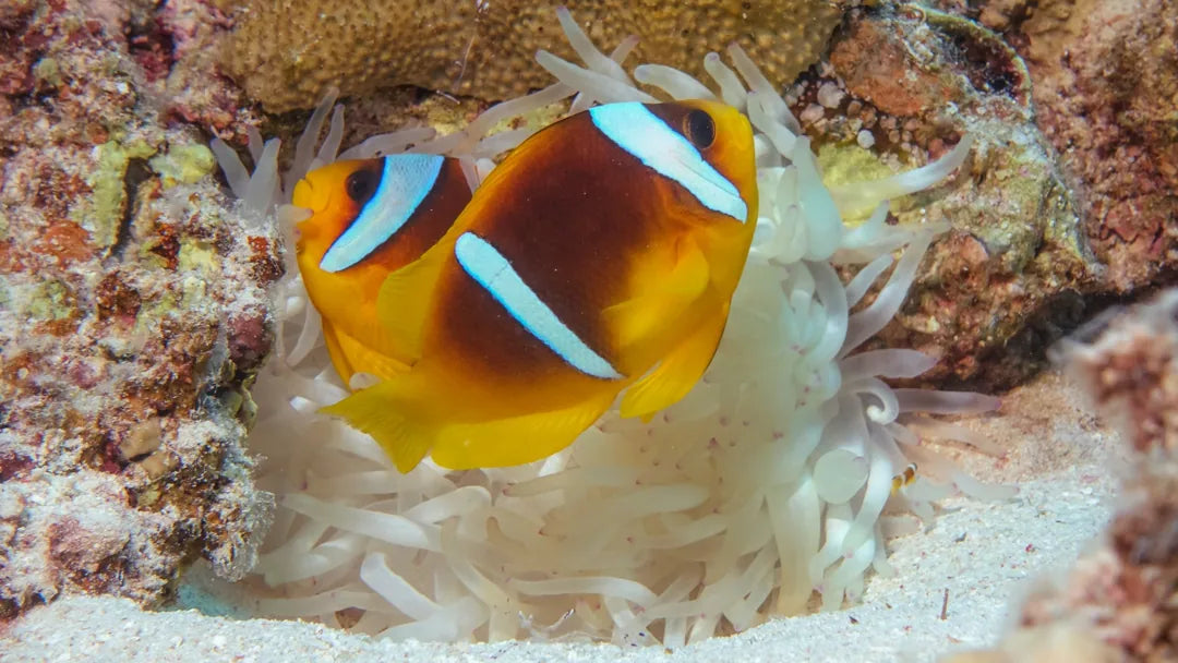 Marsa Alam : Excursion en bateau avec plongée en apnée à Marsa Mubarak et déjeuner