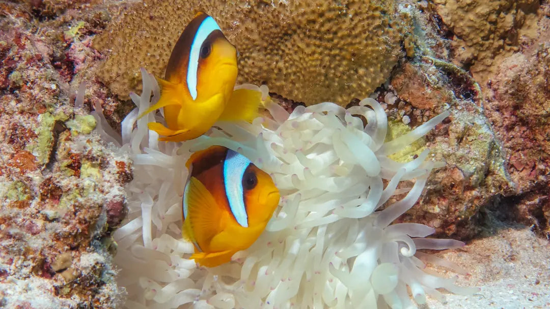 Marsa Alam : Excursion en bateau avec plongée en apnée à Marsa Mubarak et déjeuner