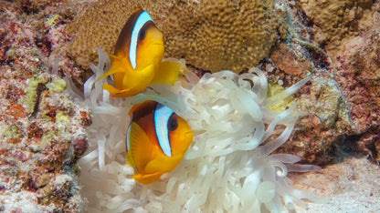 Marsa Alam : Excursion en bateau avec plongée en apnée à Marsa Mubarak et déjeuner