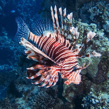 Marsa Alam: excursie cu barca de snorkeling la Coral Garden cu prânz