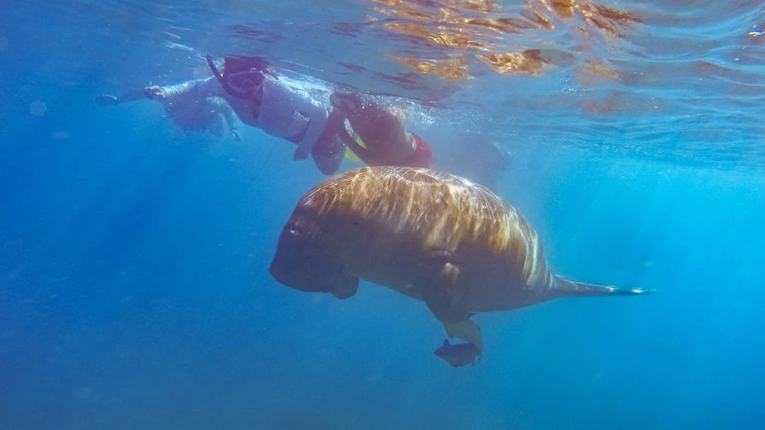 Marsa Alam : Excursion en bateau avec plongée en apnée à Marsa Mubarak et déjeuner