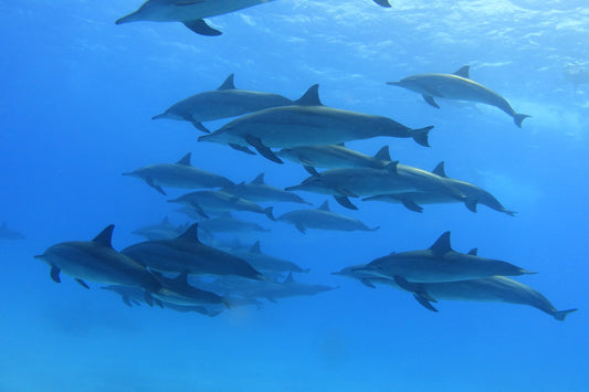 Marsa Alam: excursie cu barca de snorkeling la Samaday Dolphin House cu prânz