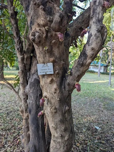 达累斯萨拉姆：城市亮点导览游