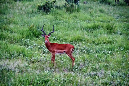From Дар-эс-Салама: частное сафари-путешествие в национальный парк Микуми