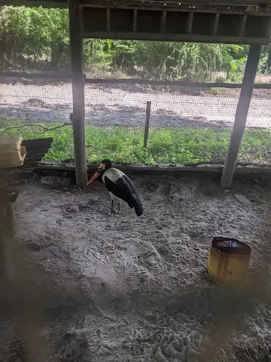 Dar es Salaam : excursion privée d’une journée au zoo et balade à cheval