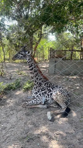 Dar es Salaam : excursion privée d’une journée au zoo et balade à cheval