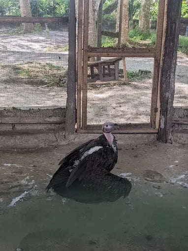 Dar es Salaam : excursion privée d’une journée au zoo et balade à cheval