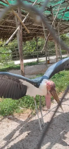 Dar es Salaam : excursion privée d’une journée au zoo et balade à cheval