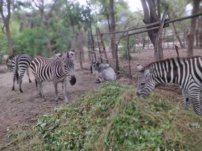 Dar es Salaam : excursion privée d’une journée au zoo et balade à cheval