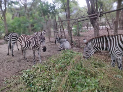 Dar es Salaam : excursion privée d’une journée au zoo et balade à cheval